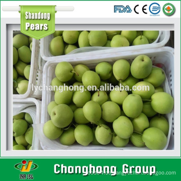 Shandong Birne / Korea Birne / frische Früchte Exporteure China
